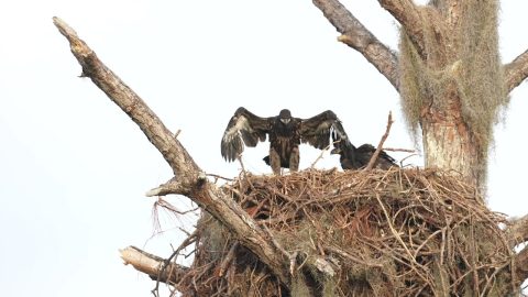 Eaglets Branching Soon Sony a1 Video