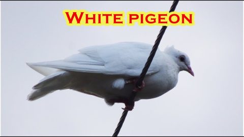 White Pigeon pigeon dove Sony wx500 wx500 Sony DSC Wx500